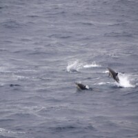 International Freighter Voyages Pfeiffer - Image Gallery - Image 35